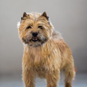 cairn terrier champion international