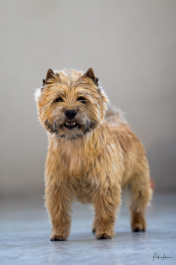 cairn terrier champion international