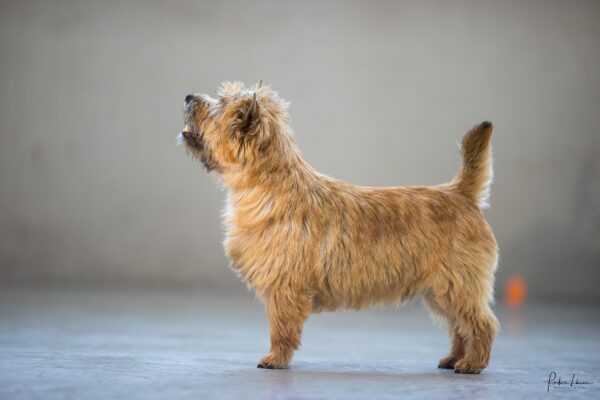 On the rock de la Terrardiere champion international de beaute