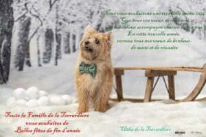 chiot cairn terrier noel bonne année