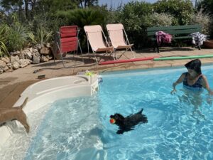 femelle cairn terrier natation à la terrardiere