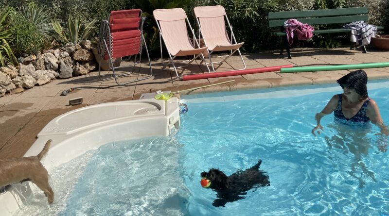 femelle cairn terrier natation à la terrardiere