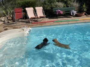 femelle cairn terrier natation à la terrardiere