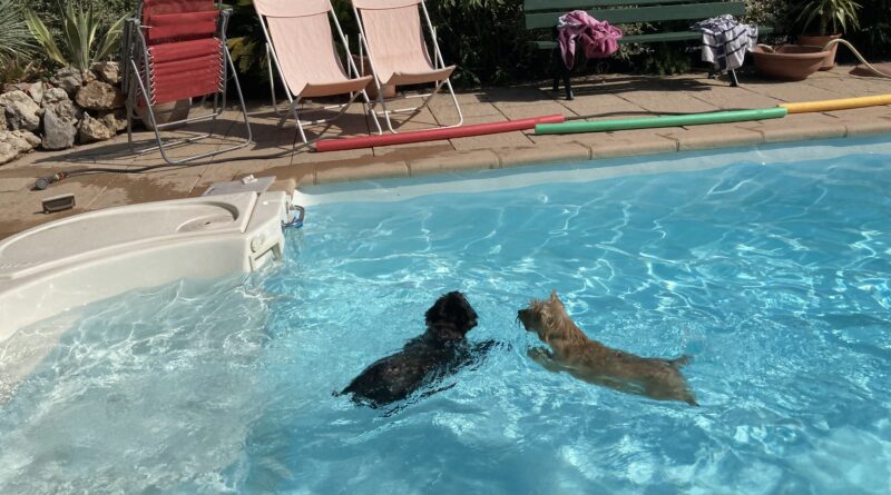 femelle cairn terrier natation à la terrardiere