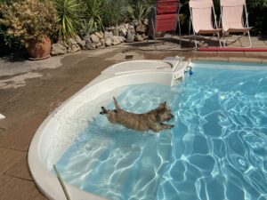 femelle cairn terrier natation à la terrardiere