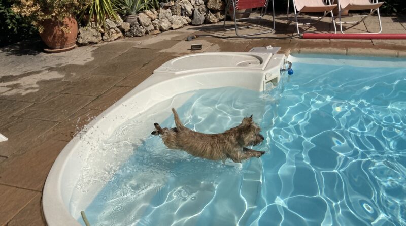 femelle cairn terrier natation à la terrardiere