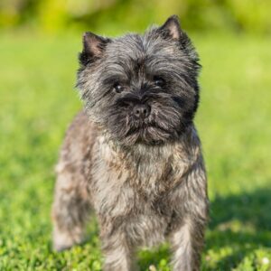 Serena de la Terrardiere cairn terrier Multi Championne