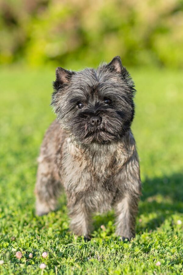 Serena de la Terrardiere cairn terrier Multi Championne