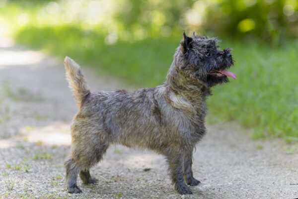 Serena de la Terrardiere cairn terrier Multi Championne