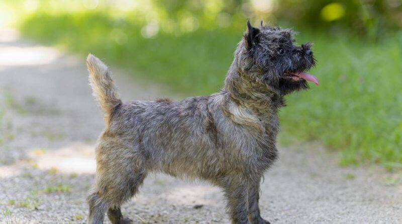 Serena de la Terrardiere cairn terrier Multi Championne