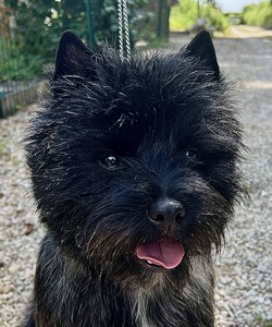 mâle cairn terrier