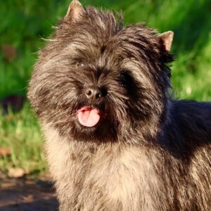 champion de france cairn terrier male