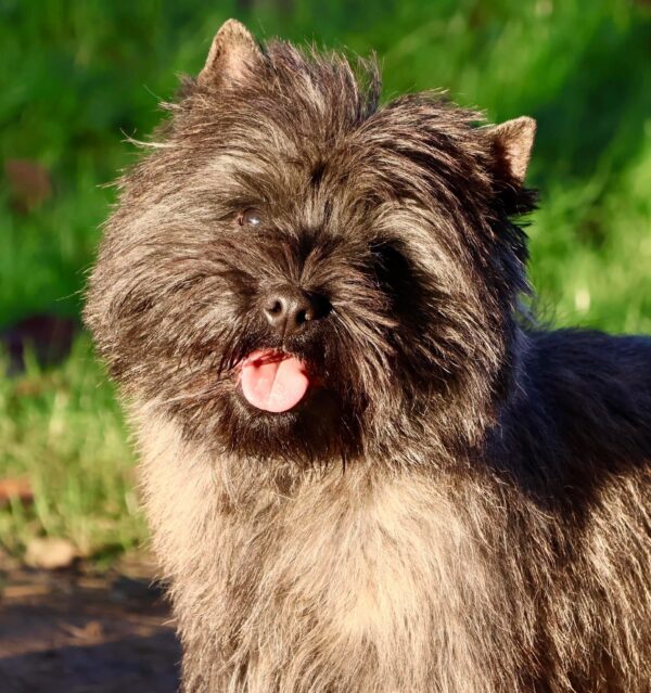 champion de france cairn terrier male