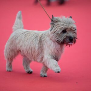 CHAMPIONNE DE FRANCE CAIRN TERRIER FEMELLE