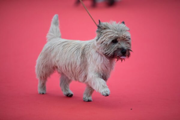 CHAMPIONNE DE FRANCE CAIRN TERRIER FEMELLE