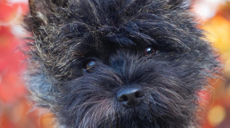 Cairnsters Moonraker