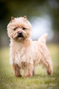 champion de france cairn terrier male