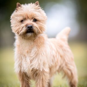 champion de france cairn terrier male