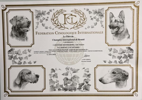 titre champion international cairn terrier male