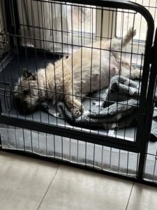 Semper fidelis de la terrardiere femelle cairn terrier