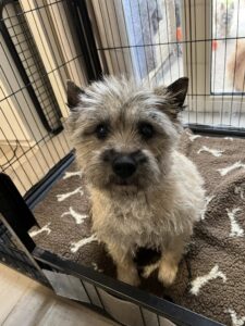Semper fidelis de la terrardiere femelle cairn terrier