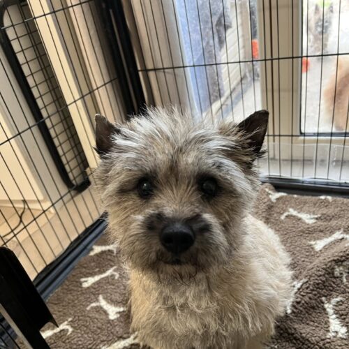 Semper fidelis de la terrardiere femelle cairn terrier
