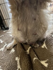Semper fidelis de la terrardiere femelle cairn terrier