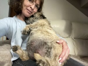 Semper fidelis de la terrardiere femelle cairn terrier