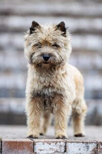 femelle cairn terrier semper fi