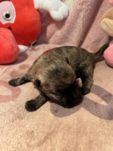 Femelle cairn terrier 1