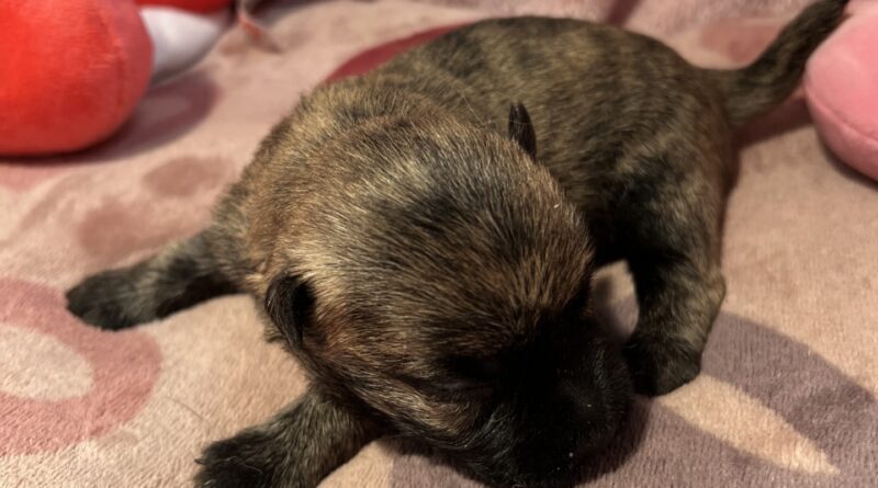 Femelle cairn terrier 1