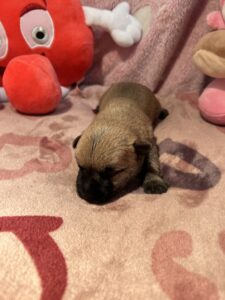 femelle cairn terrier 2