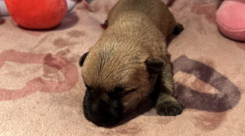 femelle cairn terrier 2