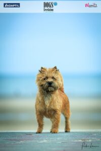 Cairn terrier