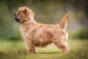 Cairn terrier