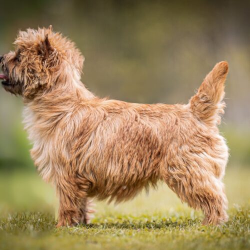 PEANUTS CAIRN TERRIER