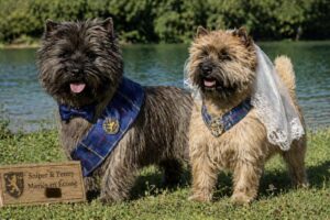 Marriage cairn terrier