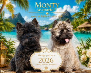 Marriage cairn terrier