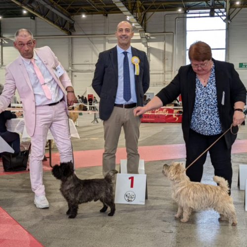 cairnster moonraker monty cairn terrier (1)